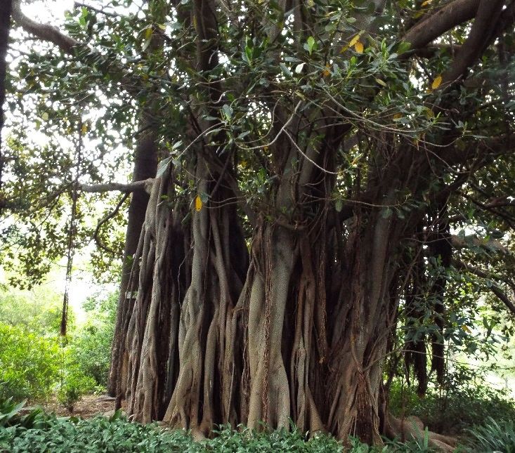 Alberi in Australia: ficus.